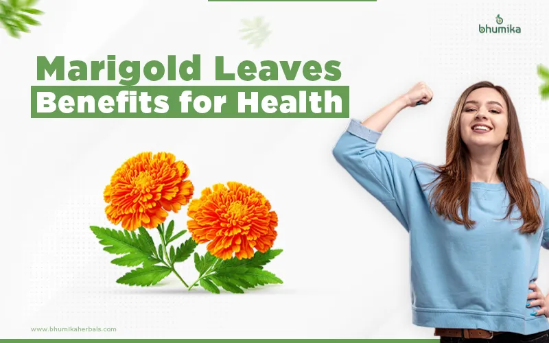 marigold leaves benefits for health