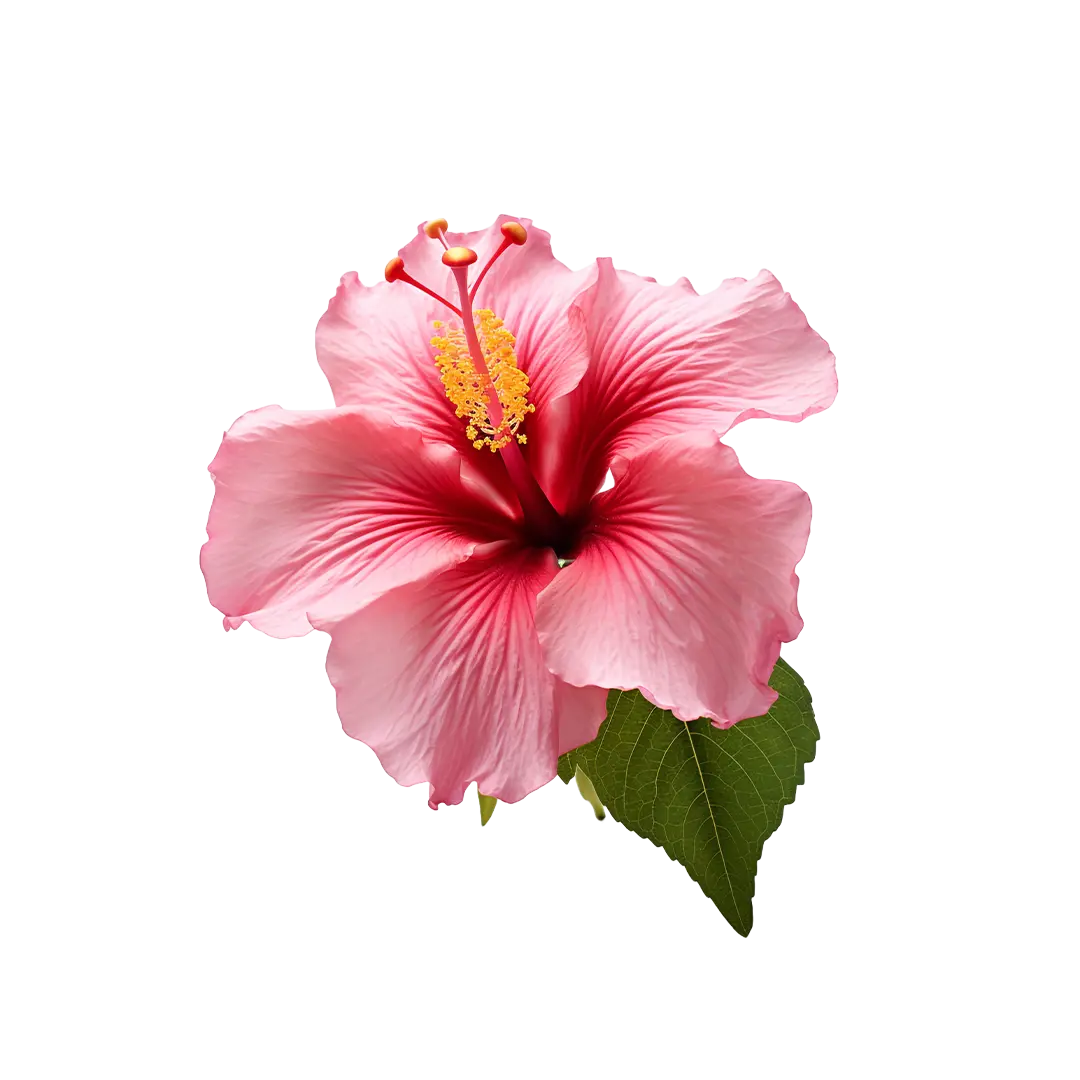 Hibiscus Powder ingredient