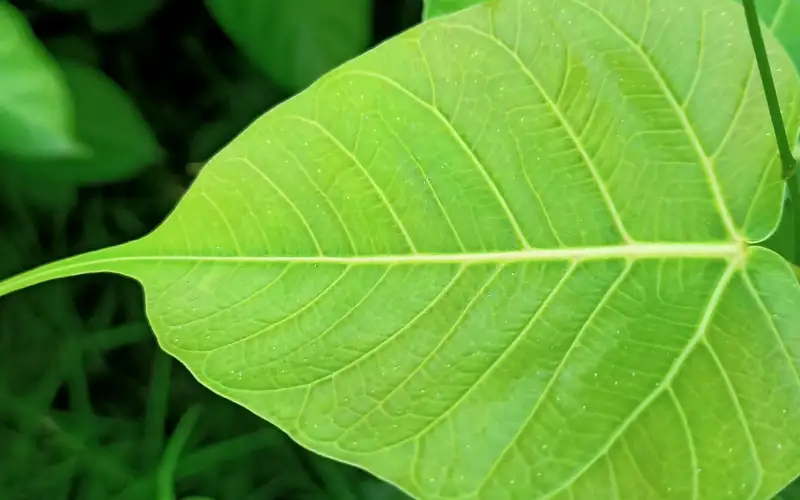 peepal leaves