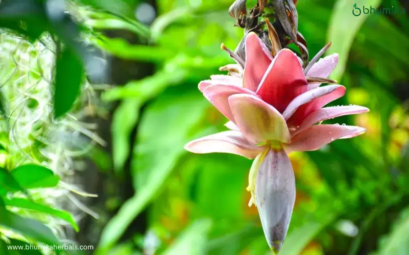 banana flower