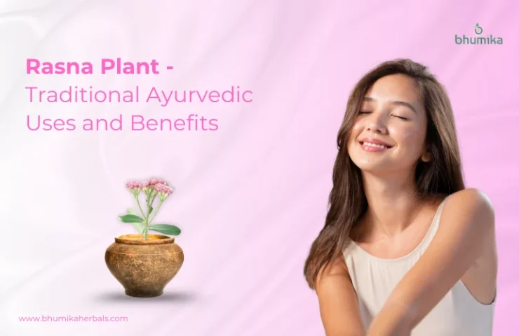 rasna-plant
